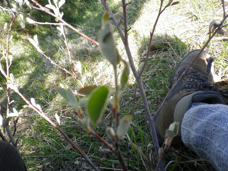 Un arbusto in fiore - Amelanchier ovalis Medik.